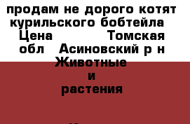 продам не дорого котят курильского бобтейла › Цена ­ 3 500 - Томская обл., Асиновский р-н Животные и растения » Кошки   . Томская обл.